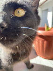 Bruno-Osito Team - TL-Campus Kater