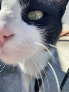 Tito-Lino Team - TL-Campus Kater