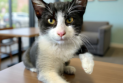 Tito Lino als Symbol für fokussiertes Arbeiten und Stressreduktion im Office von Thorsten Litzki.